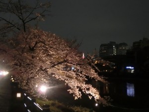 花の回廊ライトアップ2017.4.19_夜桜模様